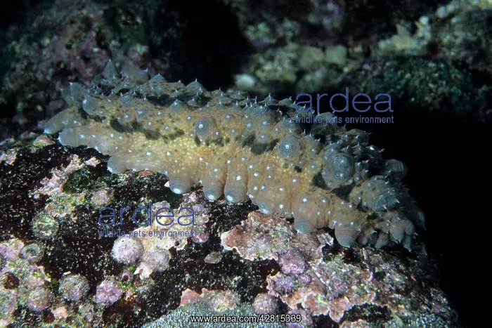 : Sea cucumber Galapagos Islands UNESCO Natural World Heritage : Sea cucumber Galapagos Islands UNESCO Natural World Heritage