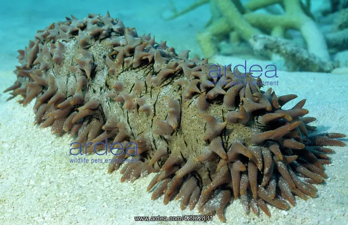 : Sea CUCUMBER - Great Barrier Reef, Australia : Sea CUCUMBER - Great Barrier Reef, Australia