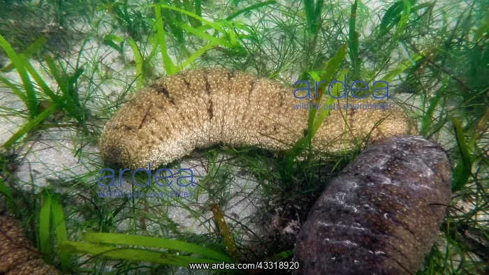 : Sea cucumber (Holothuria scabra) in shalloow wat : Sea cucumber (Holothuria scabra) in shalloow wat