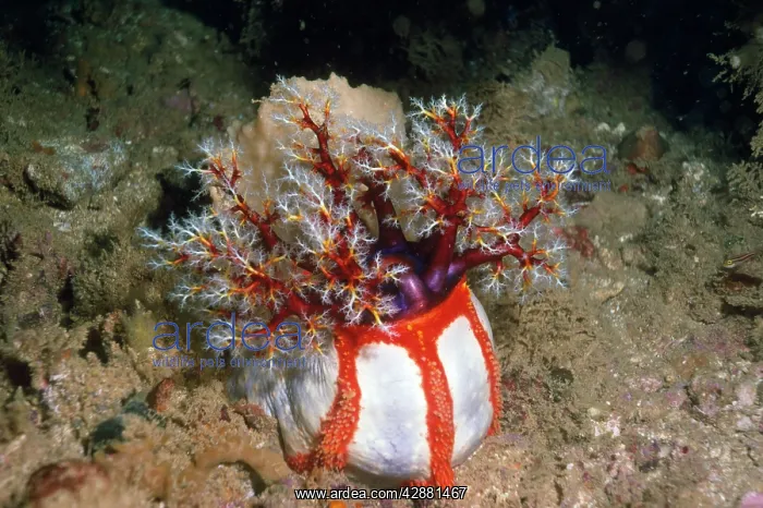 : SEA CUCUMBER - HOLOTHURIAN : SEA CUCUMBER - HOLOTHURIAN
