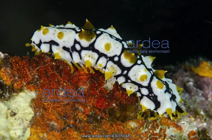 : Sea Cucumber - Juvenile which mimics a poisonous : Sea Cucumber - Juvenile which mimics a poisonous