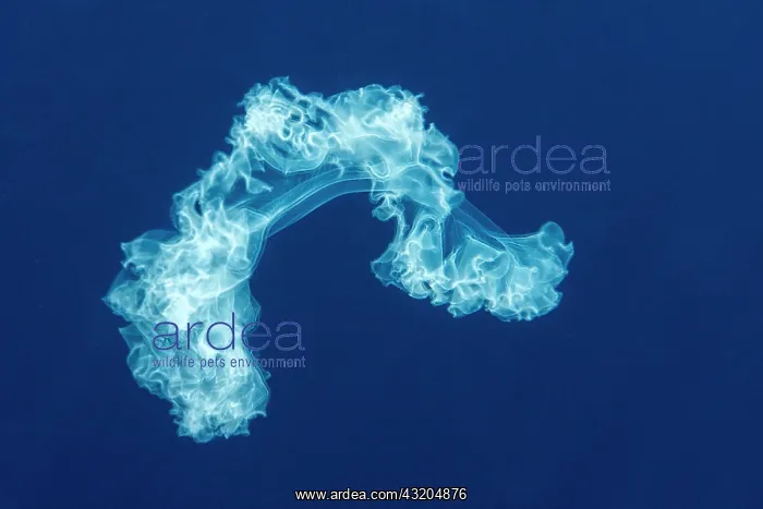 : Sea Cucumber larva. Pelagic micro organism that : Sea Cucumber larva. Pelagic micro organism that