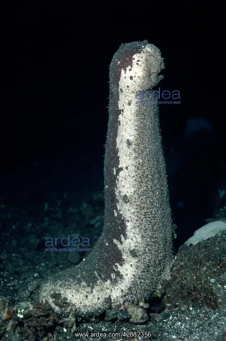 : SEA CUCUMBER - looking for mate : SEA CUCUMBER - looking for mate