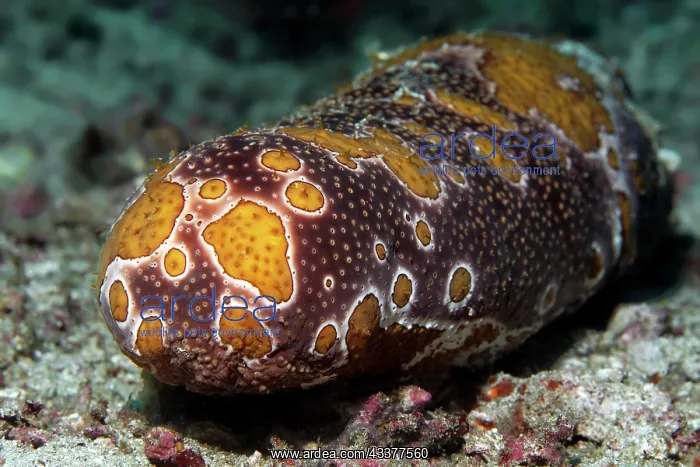 : Sea cucumber, Sea cucumber, undetermined, (Holothuria) : Sea cucumber, Sea cucumber, undetermined, (Holothuria)