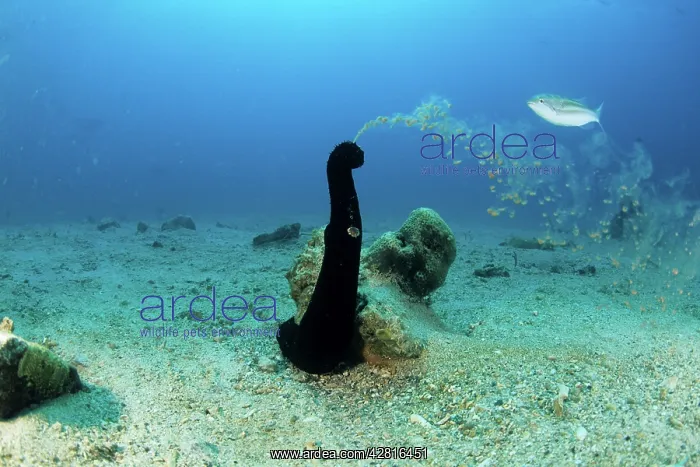 : Sea cucumber spawing its eggs, Holothuria leucospilota, Wali : Sea cucumber spawing its eggs, Holothuria leucospilota, Wali