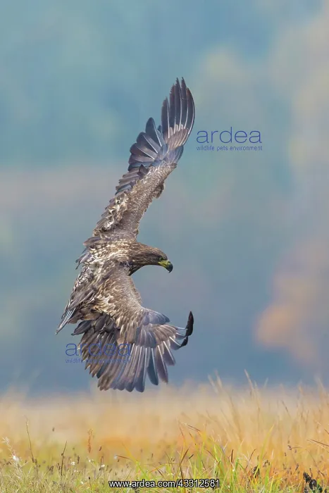 : Sea Eagle / Erne / White-tailed Eagle : Sea Eagle / Erne / White-tailed Eagle