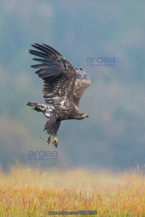 : Sea Eagle / Erne / White-tailed Eagle : Sea Eagle / Erne / White-tailed Eagle