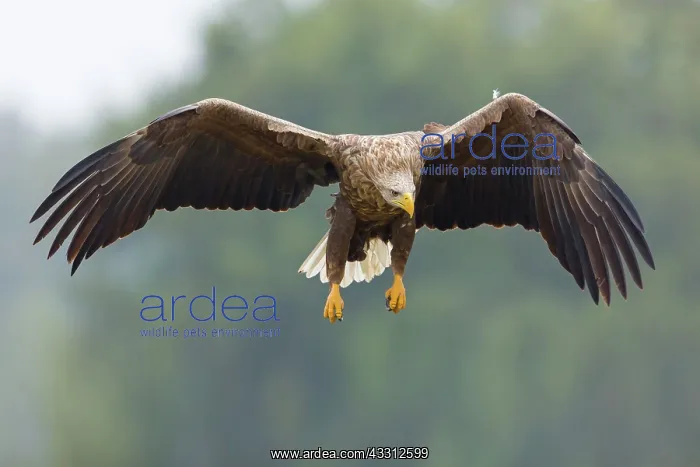 : Sea Eagle / Erne / White-tailed Eagle : Sea Eagle / Erne / White-tailed Eagle