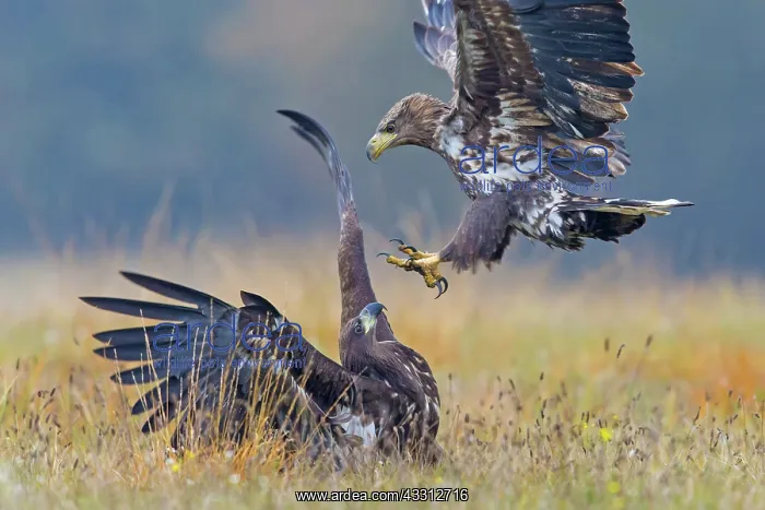 : Sea Eagle / Erne / White-tailed Eagle : Sea Eagle / Erne / White-tailed Eagle