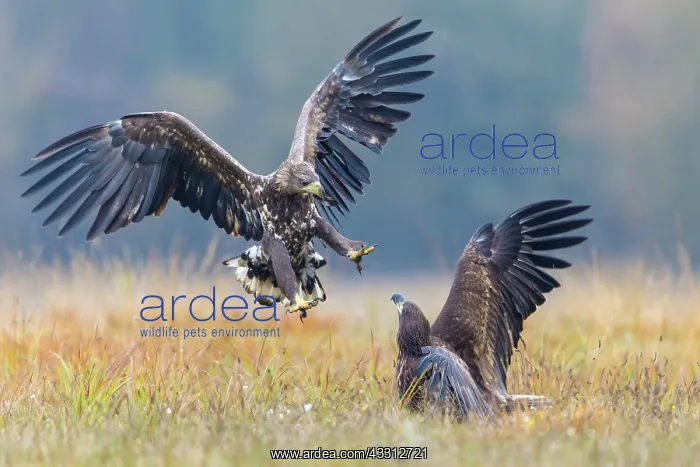 : Sea Eagle / Erne / White-tailed Eagle : Sea Eagle / Erne / White-tailed Eagle