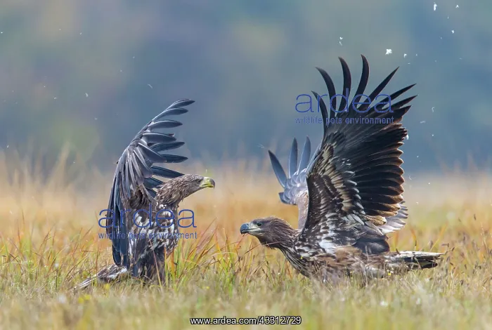 : Sea Eagle / Erne / White-tailed Eagle : Sea Eagle / Erne / White-tailed Eagle