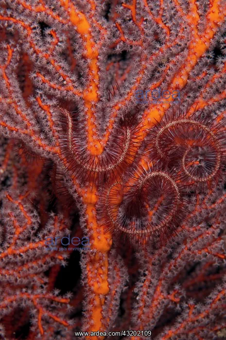 : Sea Fan - with Brittle Stars (Ophiothrix sp) - Tanjung : Sea Fan - with Brittle Stars (Ophiothrix sp) - Tanjung