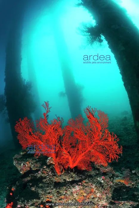 : Sea fan, Jetty dive site, Ferry channel, Bali Island : Sea fan, Jetty dive site, Ferry channel, Bali Island