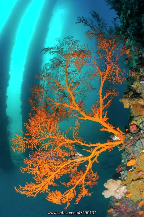 : Sea fan, Jetty dive site, Ferry channel, Bali Island : Sea fan, Jetty dive site, Ferry channel, Bali Island