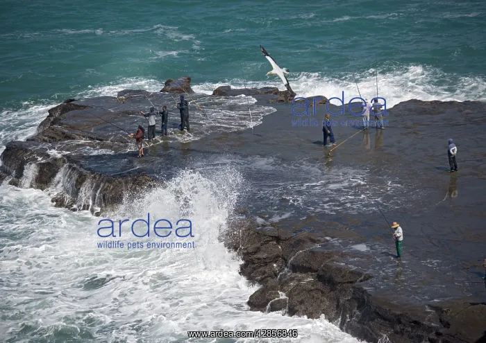 : Sea fishermen on rocky promontory at Muriwai beach : Sea fishermen on rocky promontory at Muriwai beach