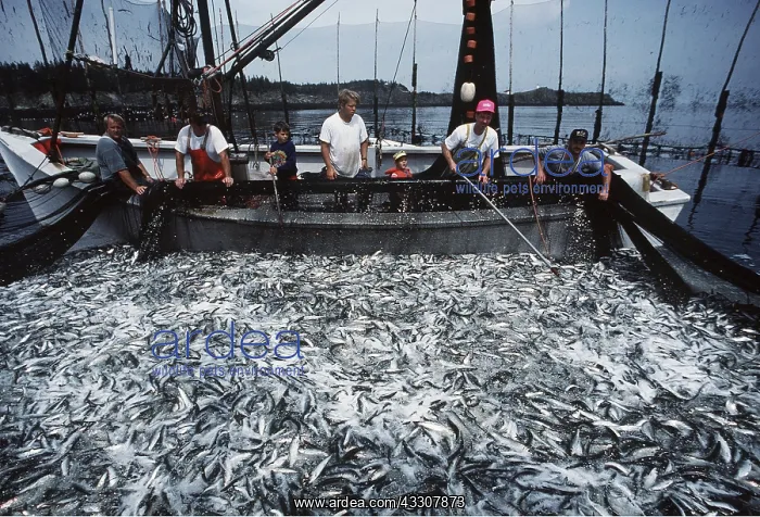 : Sea Fishing : Sea Fishing