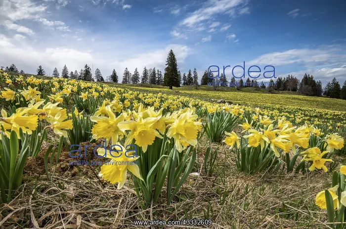 : Sea of flowers with blooming yellow Daffodils (Narcissus) : Sea of flowers with blooming yellow Daffodils (Narcissus)