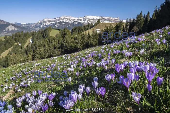 : Sea of flowers, meadow with blossoming purple Crocus : Sea of flowers, meadow with blossoming purple Crocus