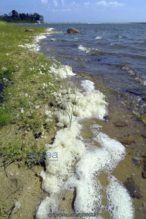 : Sea Foam. Sea foam, Sesachacha Pond, Siaconset, Nantucket Island, MA : Sea Foam. Sea foam, Sesachacha Pond, Siaconset, Nantucket Island, MA