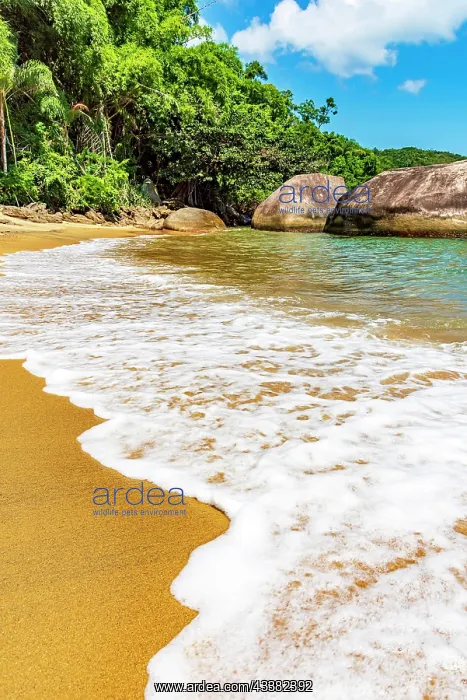 : Sea foam advancing over the sand on the beach surrounded : Sea foam advancing over the sand on the beach surrounded