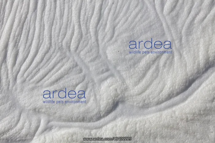 : Sea foam on a beach - Germany : Sea foam on a beach - Germany