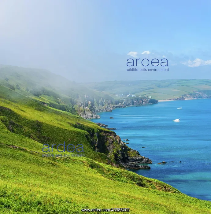  : Sea Fret over Cliffs, Start Point Lighthouse, Tr