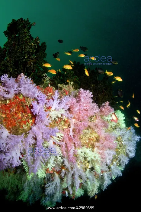 : Sea Goldie / Lyretail Coralfish / Lyretail Anthias : Sea Goldie / Lyretail Coralfish / Lyretail Anthias