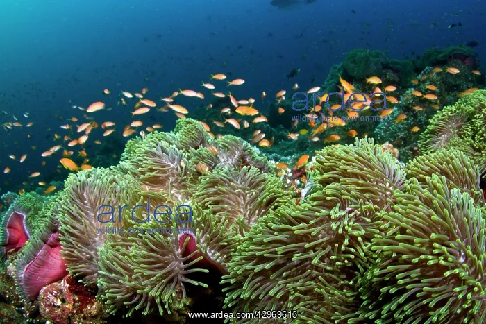 : Sea Goldie / Lyretail Coralfish / Lyretail Anthias : Sea Goldie / Lyretail Coralfish / Lyretail Anthias