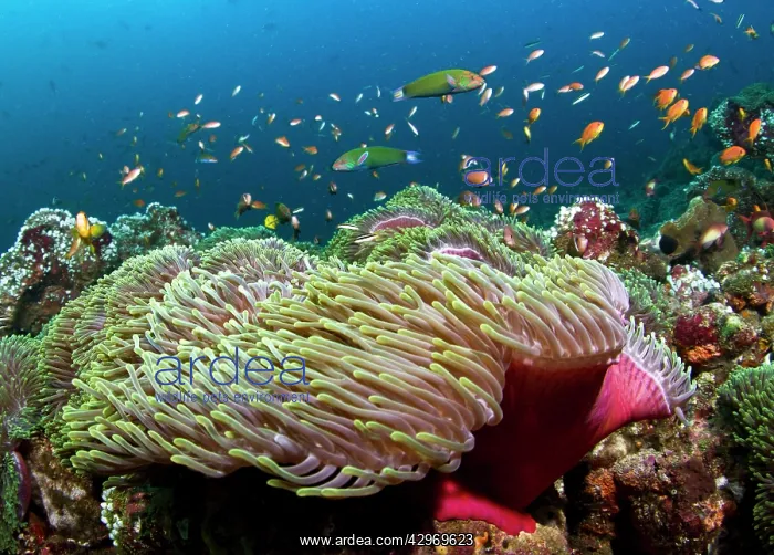 : Sea Goldie / Lyretail Coralfish / Lyretail Anthias : Sea Goldie / Lyretail Coralfish / Lyretail Anthias