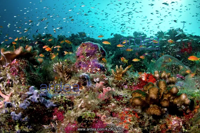 : Sea Goldie / Lyretail Coralfish / Lyretail Anthias : Sea Goldie / Lyretail Coralfish / Lyretail Anthias