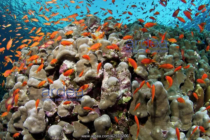 : Sea Goldie / Lyretail Coralfish / Lyretail Anthias : Sea Goldie / Lyretail Coralfish / Lyretail Anthias