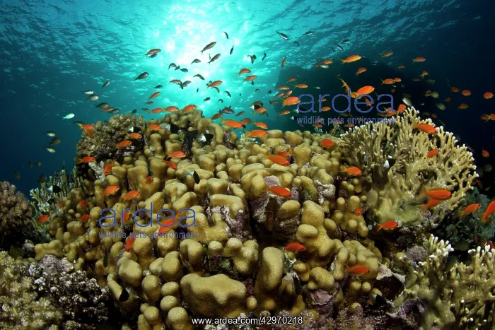 : Sea Goldie / Lyretail Coralfish / Lyretail Anthias : Sea Goldie / Lyretail Coralfish / Lyretail Anthias