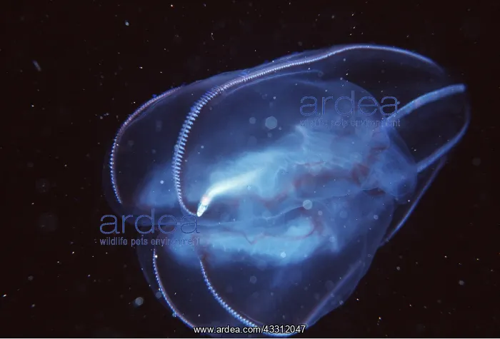 : SEA GOOSEBERRY / Jellyfish : SEA GOOSEBERRY / Jellyfish