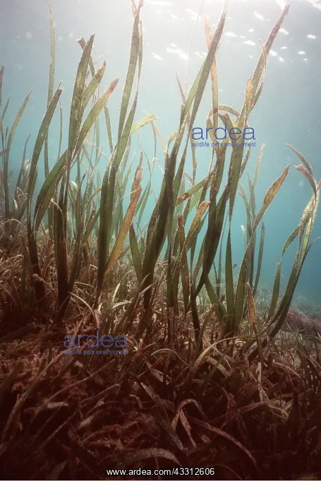 : Sea Grass - 6 metres tall : Sea Grass - 6 metres tall