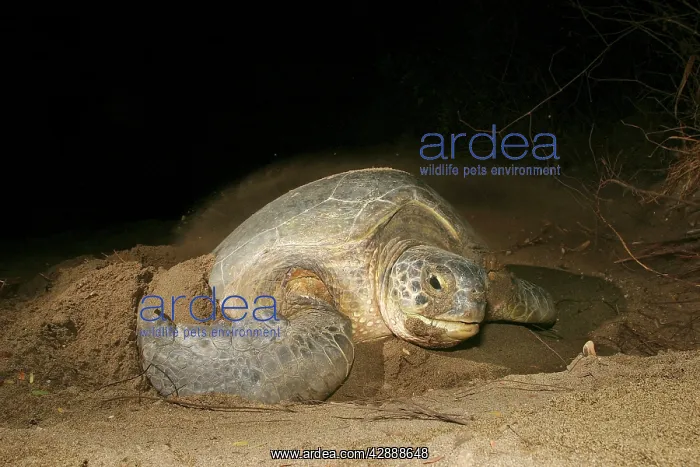 : Sea / Green Turtle : Sea / Green Turtle