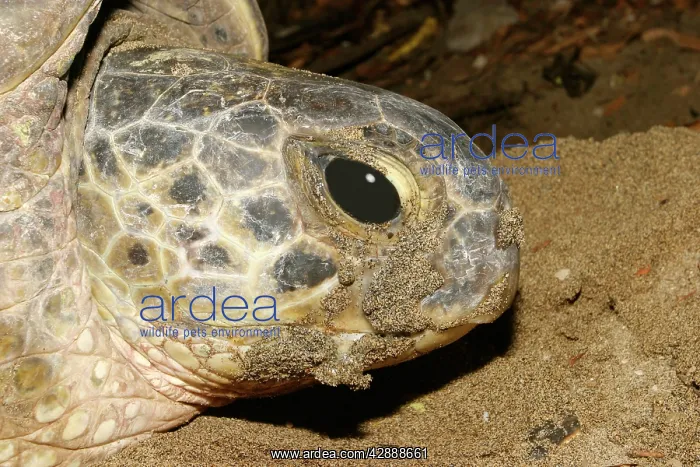 : Sea / Green Turtle : Sea / Green Turtle