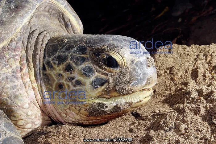 : Sea / Green Turtle : Sea / Green Turtle