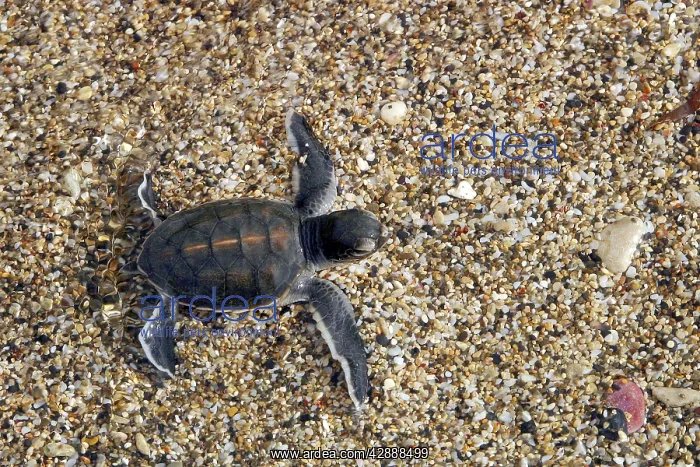 : Sea / Green Turtle - baby hatchling : Sea / Green Turtle - baby hatchling