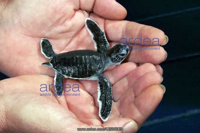 : Sea / Green Turtle - baby hatchling held in hand : Sea / Green Turtle - baby hatchling held in hand