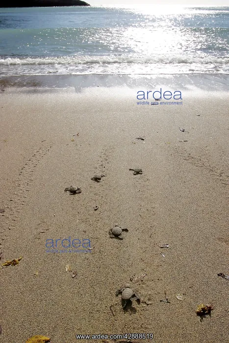 : Sea / Green Turtle - baby hatchlings : Sea / Green Turtle - baby hatchlings