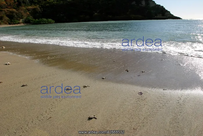 : Sea / Green Turtle - baby hatchlings : Sea / Green Turtle - baby hatchlings