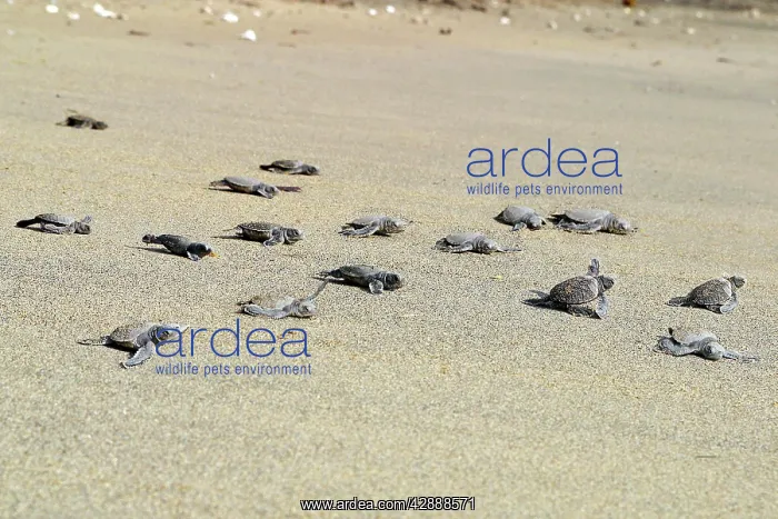: Sea / Green Turtle - baby hatchlings : Sea / Green Turtle - baby hatchlings