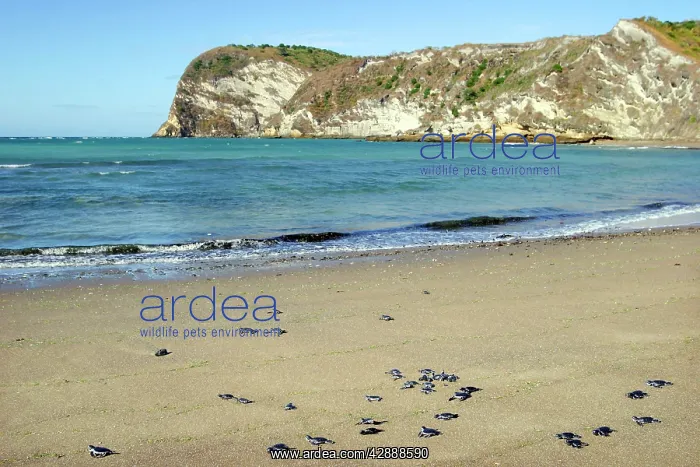 : Sea / Green Turtle - baby hatchlings : Sea / Green Turtle - baby hatchlings