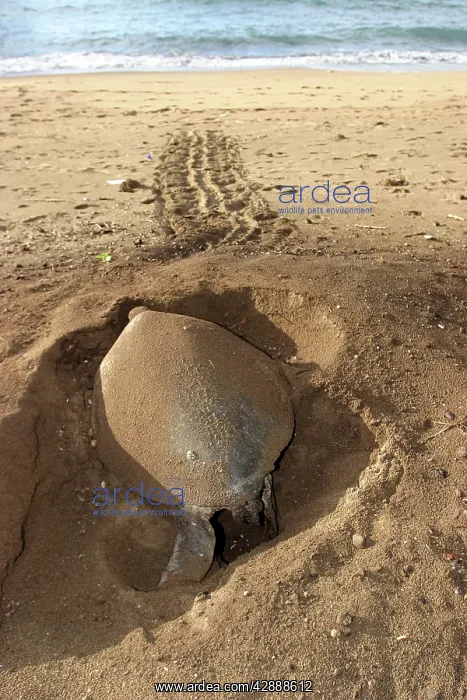 : Sea / Green Turtle - laying eggs : Sea / Green Turtle - laying eggs