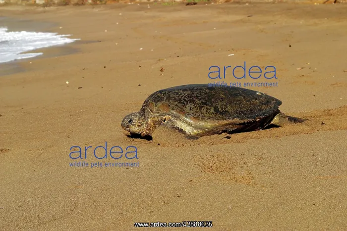 : Sea / Green Turtle - returning to the sea : Sea / Green Turtle - returning to the sea