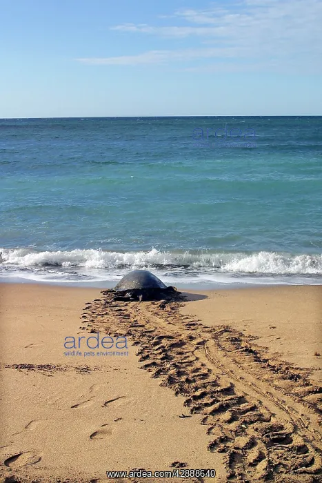 : Sea / Green Turtle - returning to the sea : Sea / Green Turtle - returning to the sea