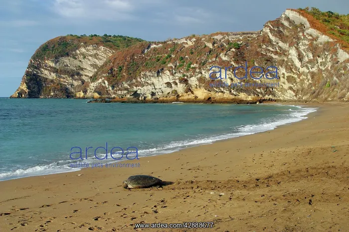: Sea / Green Turtle - returning to the sea : Sea / Green Turtle - returning to the sea