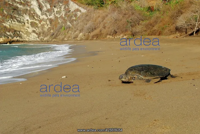 : Sea / Green Turtle - returning to the sea : Sea / Green Turtle - returning to the sea