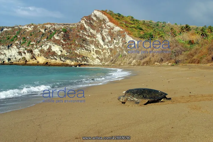 : Sea / Green Turtle - returning to the sea : Sea / Green Turtle - returning to the sea