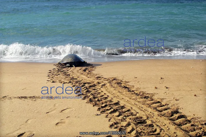 : Sea / Green Turtle - returning to the sea : Sea / Green Turtle - returning to the sea
